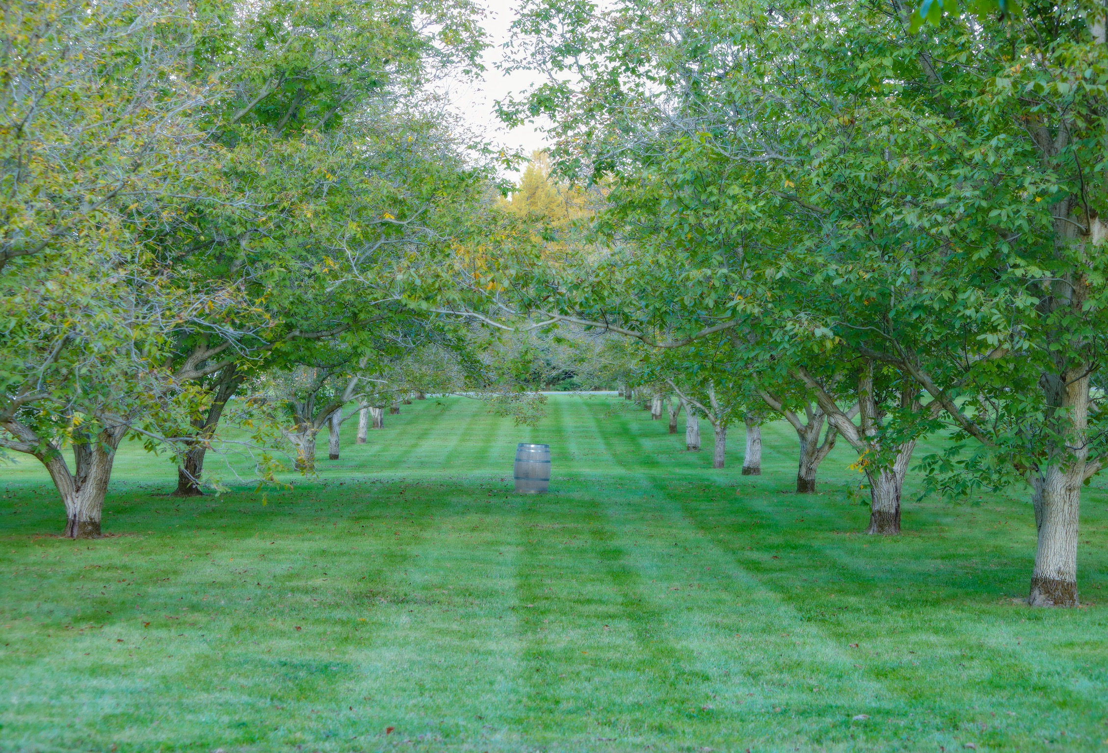 Barrel between orchard rows