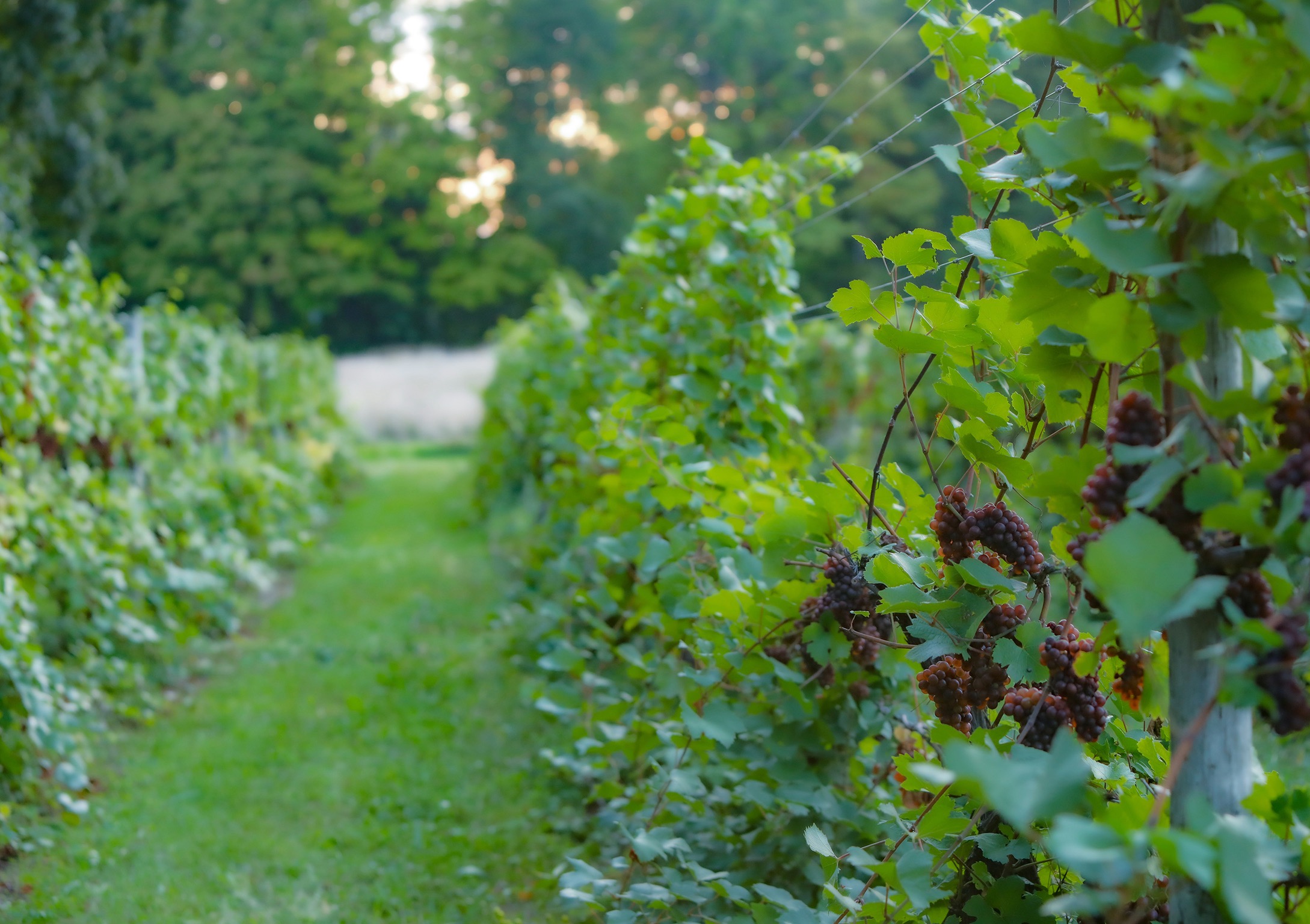 Vineyard rows at golden hour