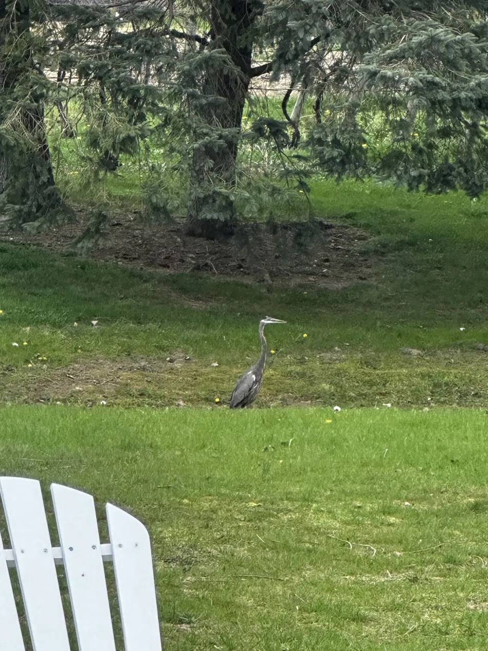 Great Blue Heron standing on the grounds at Free Run Cellars