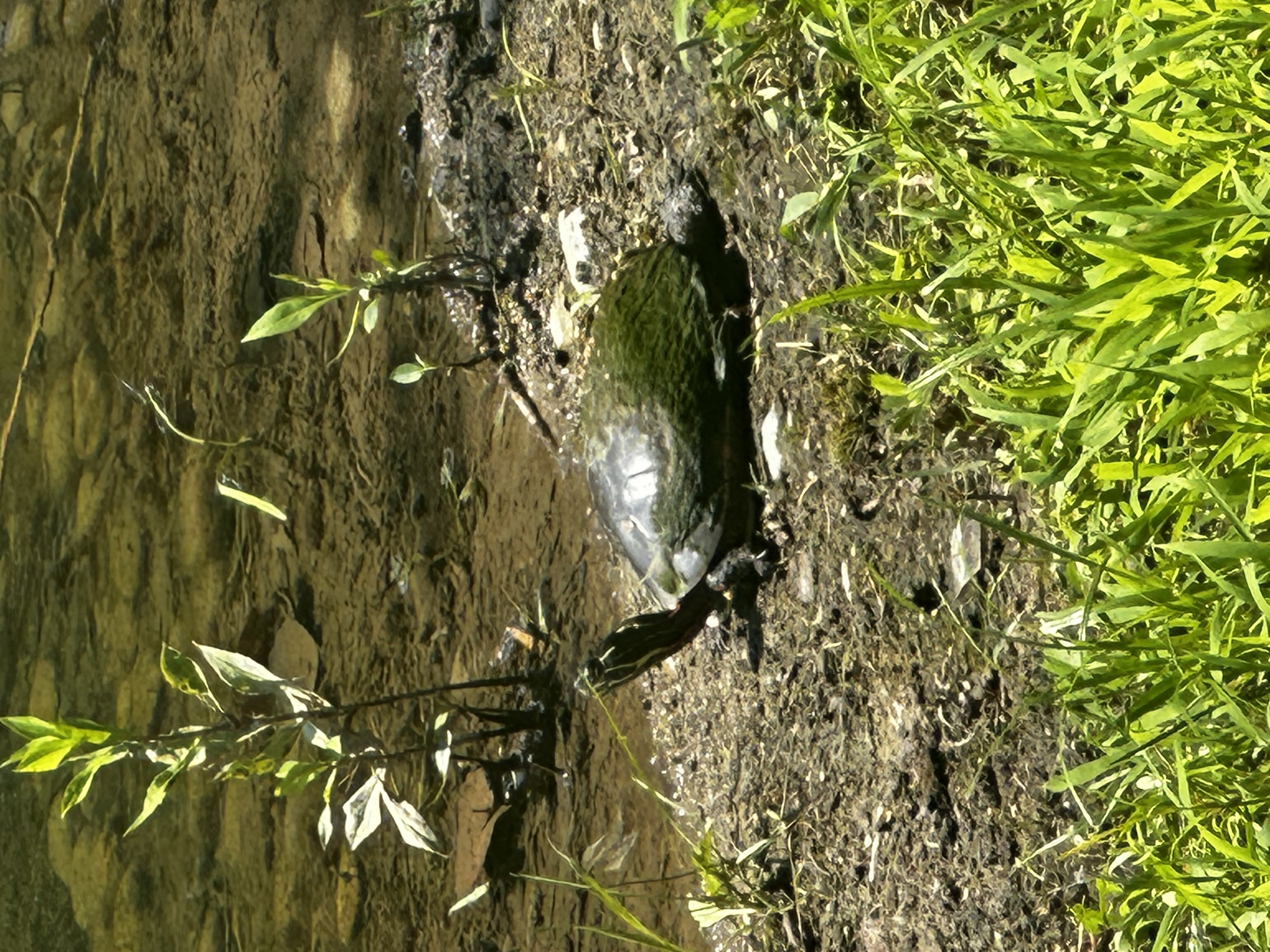 Turtle at the pond