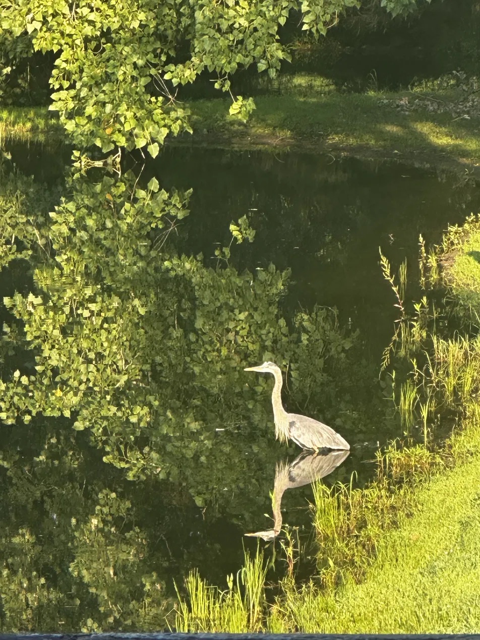 Great Blue Heron at Arrow Pond edge in golden hour light