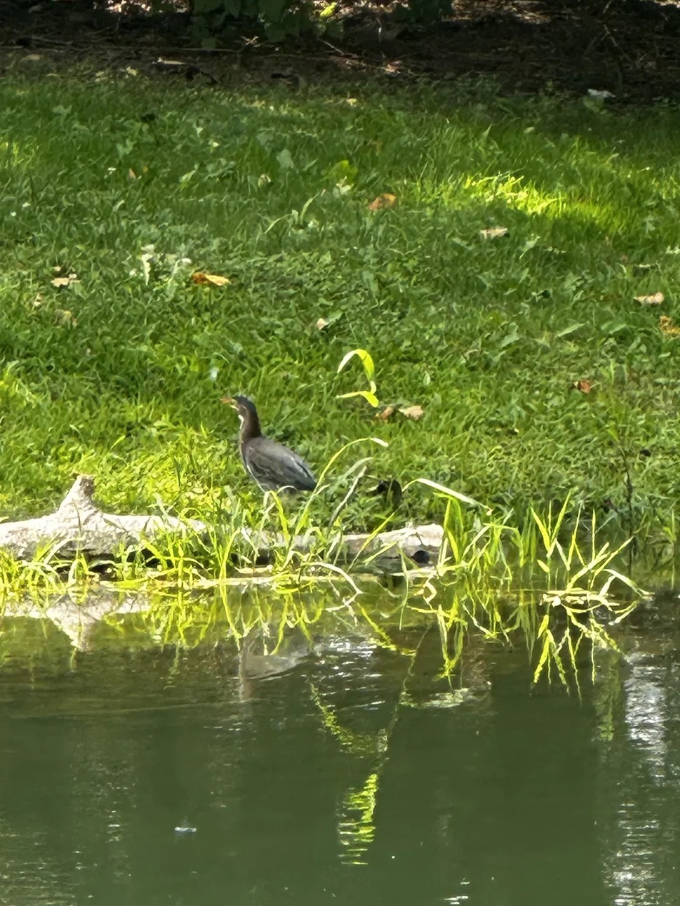 Green Heron on log at Arrow Pond edge