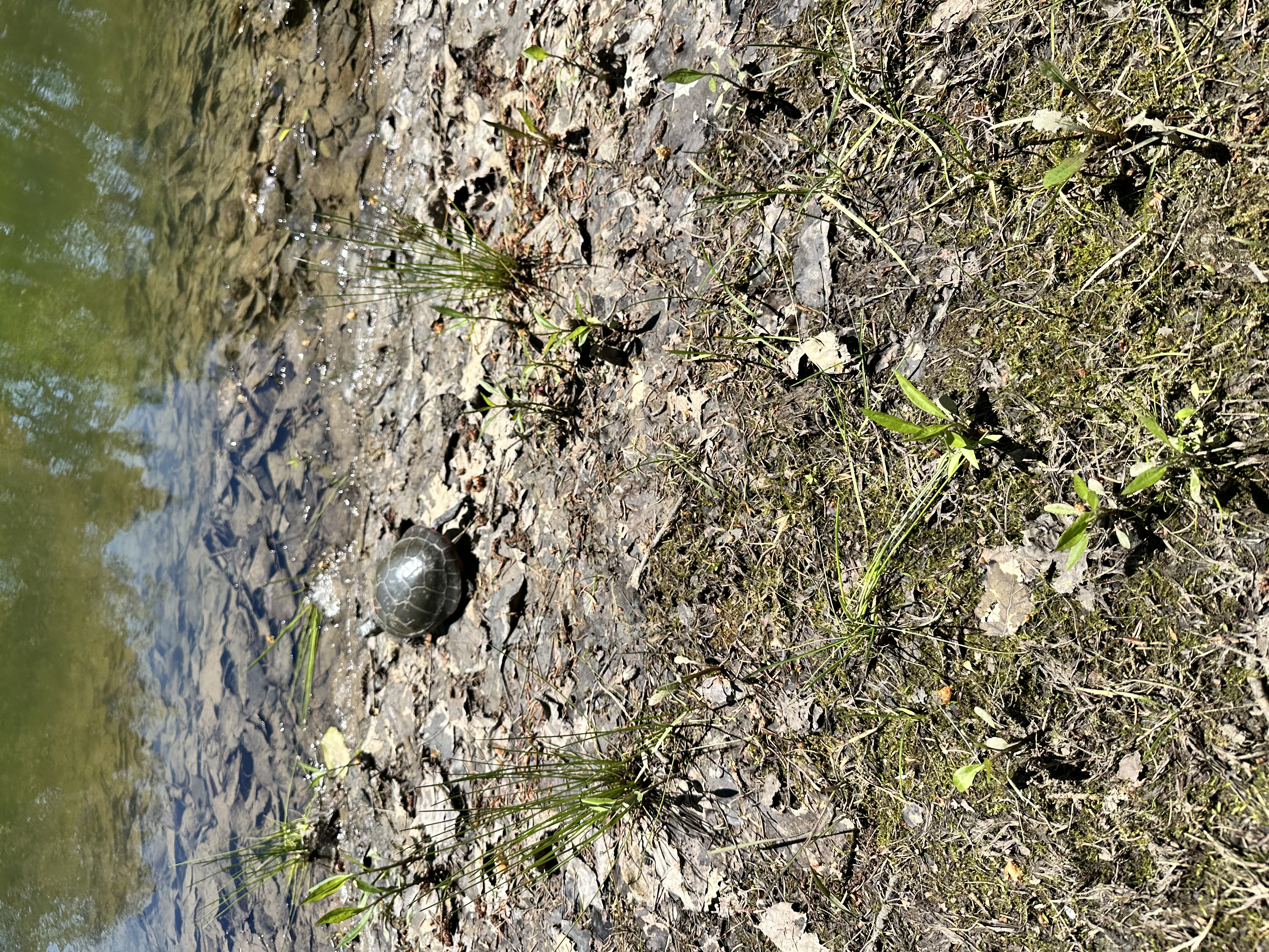 Clear water of Arrow Pond with log