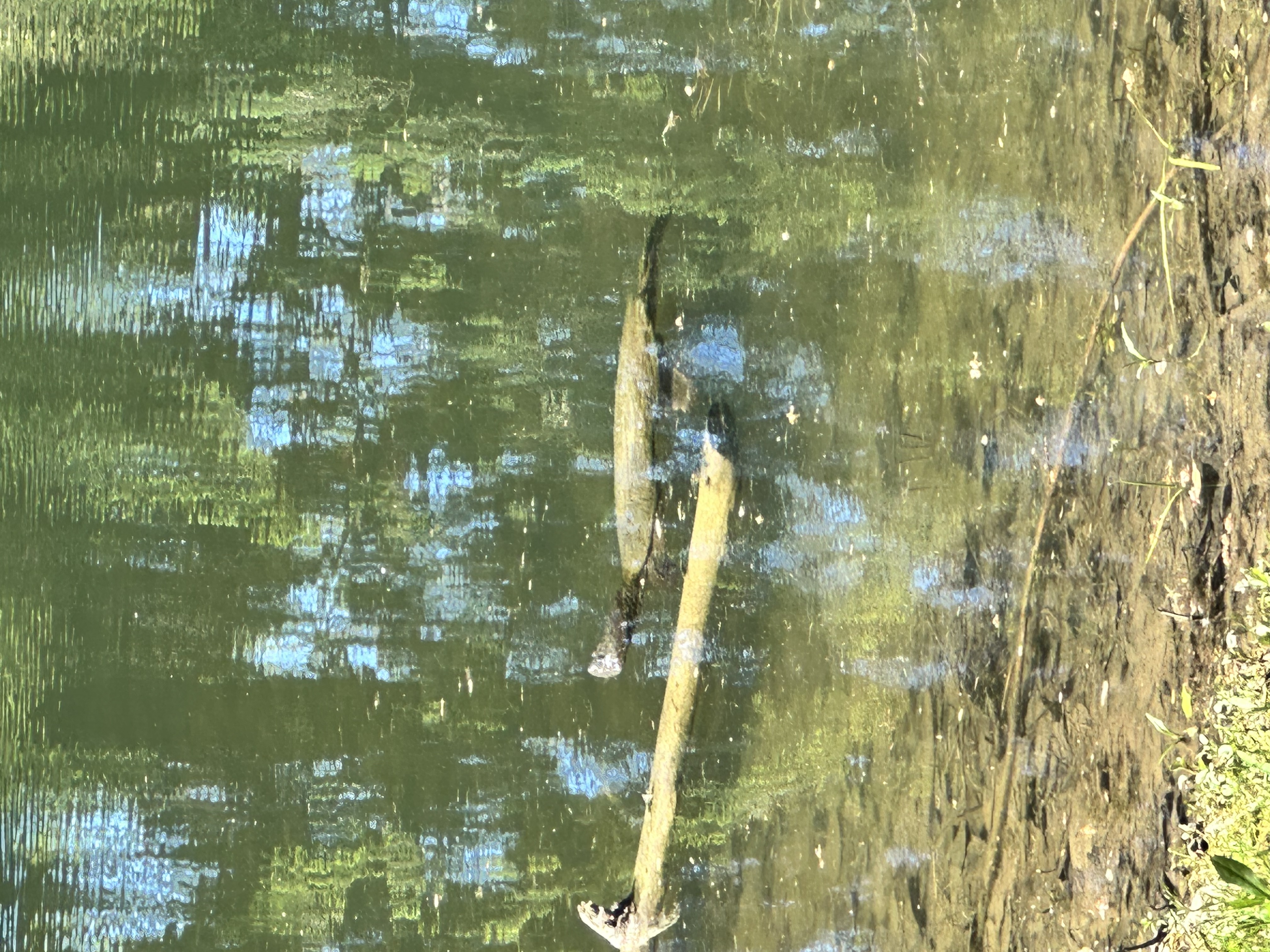 Underwater silhouette in Arrow Pond
