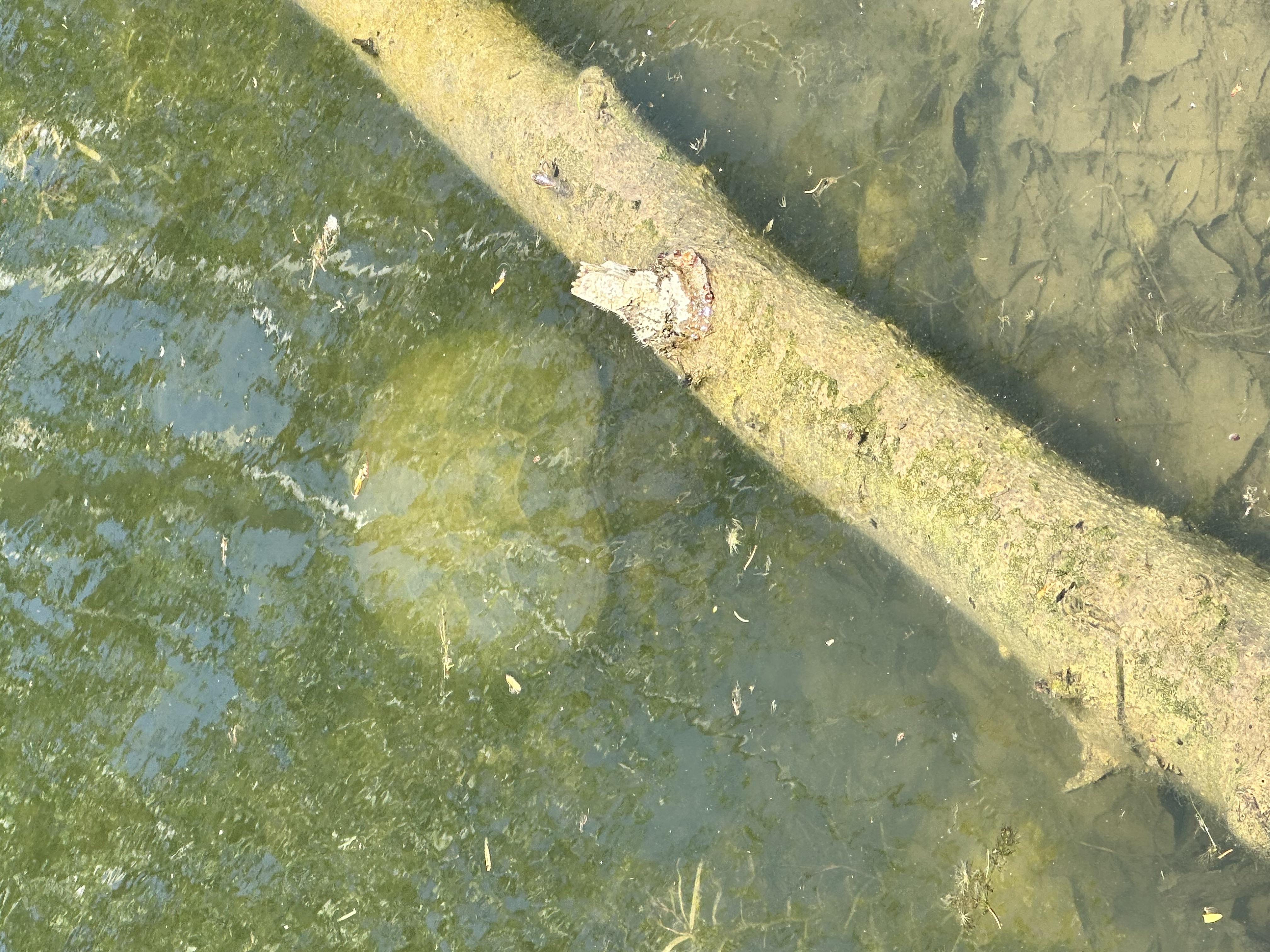 Turtle on pond bank near waterline