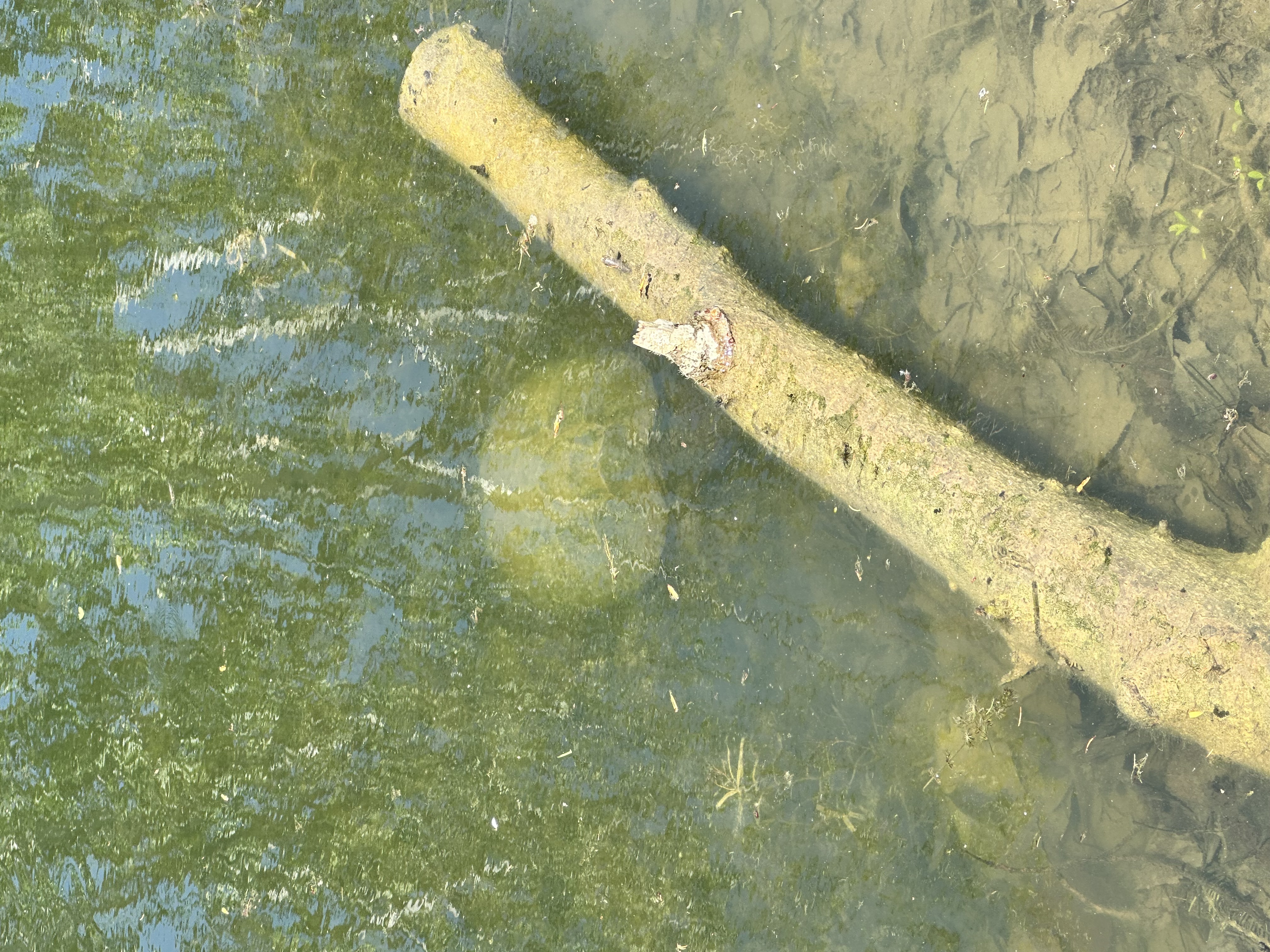 Midland Painted Turtle on log at Arrow Pond