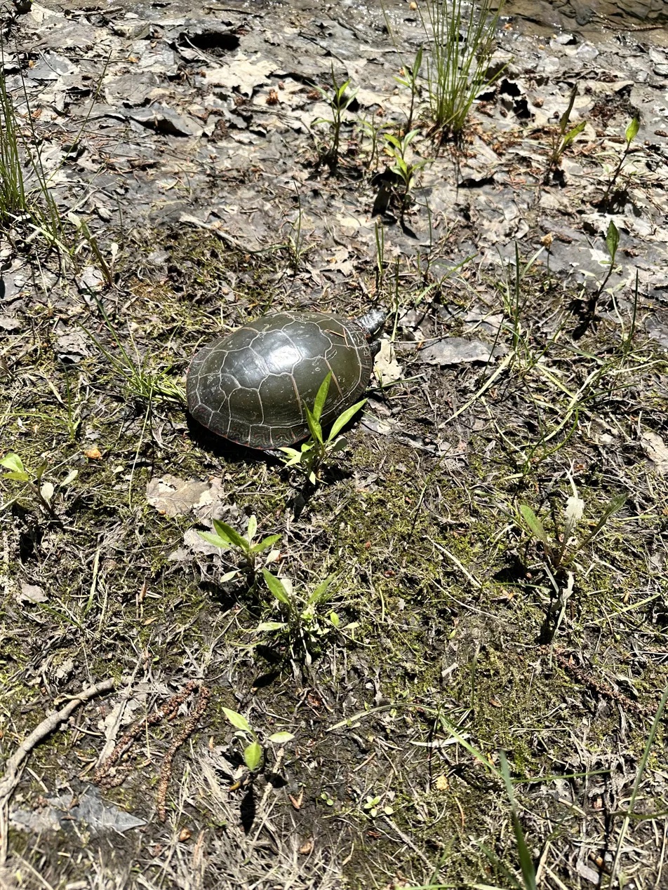 Turtle sunning on the pond bank