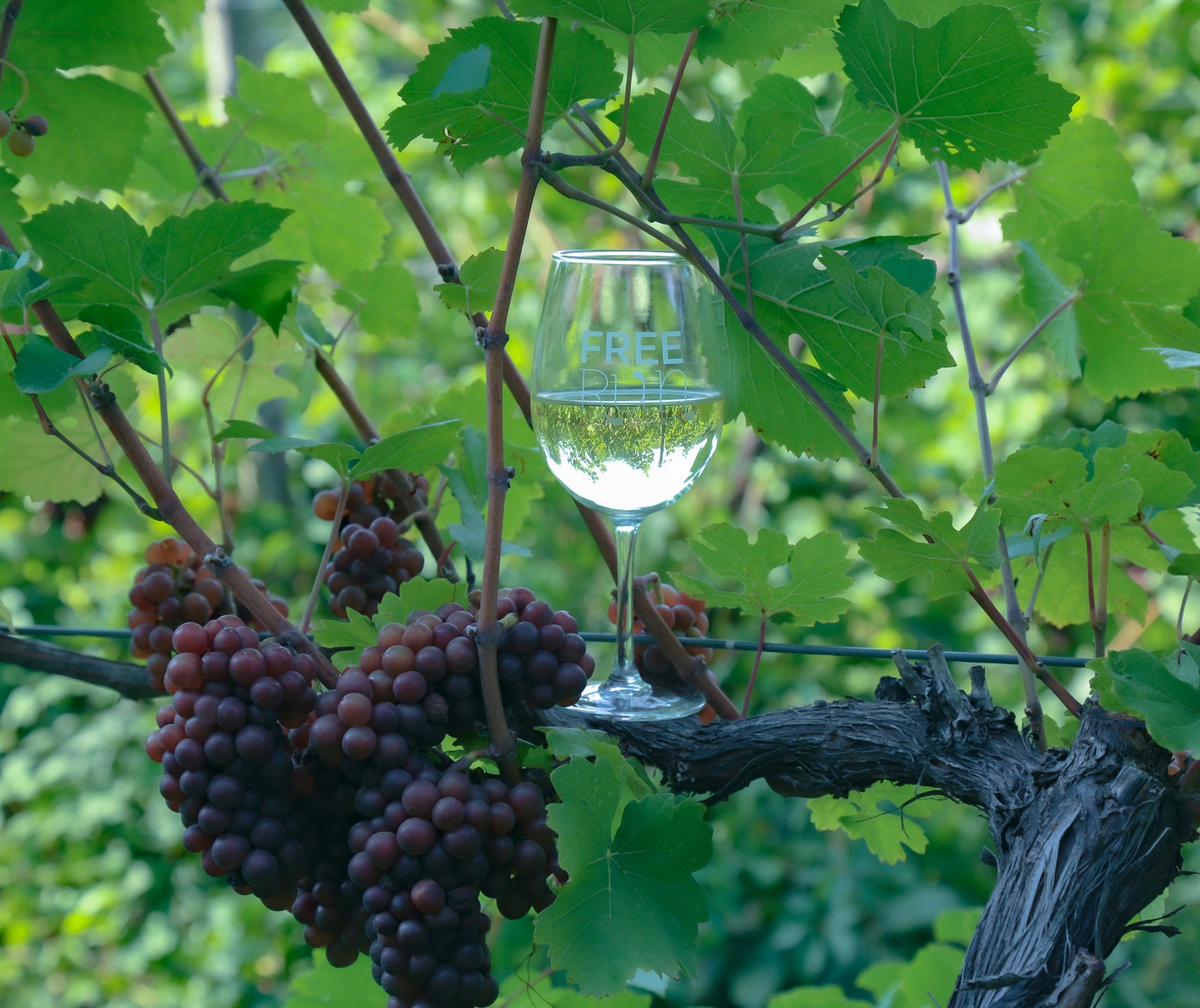 Branded glass in vines