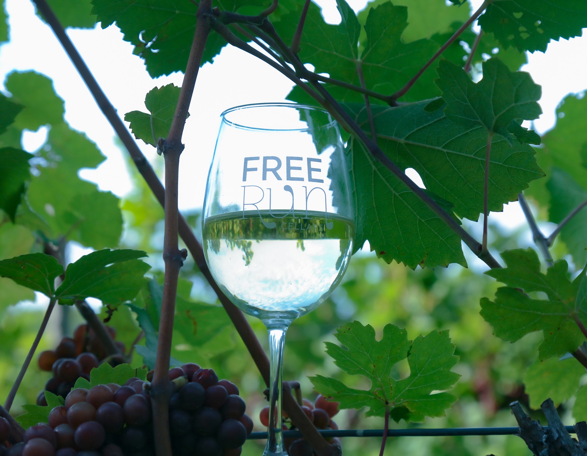 Branded wine glass in vines