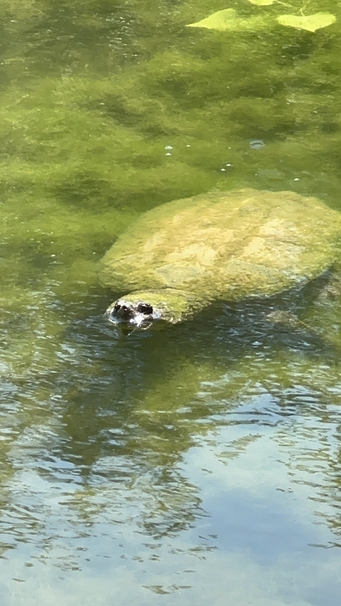 Snapping turtle surfacing in Arrow Pond, mossy shell above the water